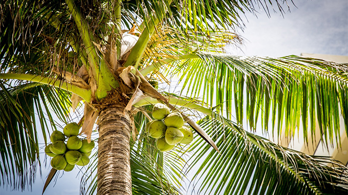 coconut tree in kannada